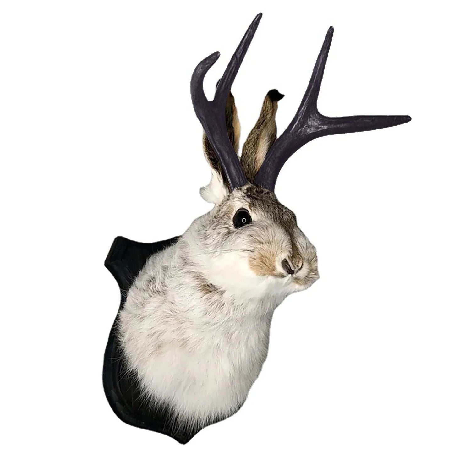 Bunny Head With Antlers Wall Decor Resin Taxidermy Ornament